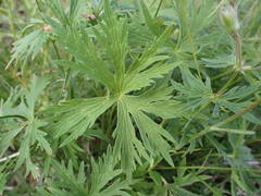 Geranium rivulare