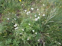 Geranium rivulare