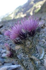 Carduus carlinoides