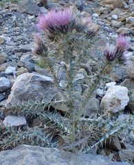 Carduus carlinoides