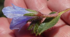 Lobostemon daltonii