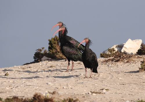 Northern Bald Ibis