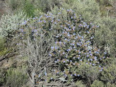 Lobostemon daltonii