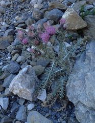 Carduus carlinoides