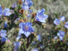 Lobostemon daltonii
