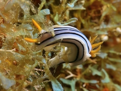 Chromodoris lochi