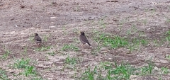 Acridotheres tristis