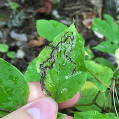 Phytomyza agromyzina group