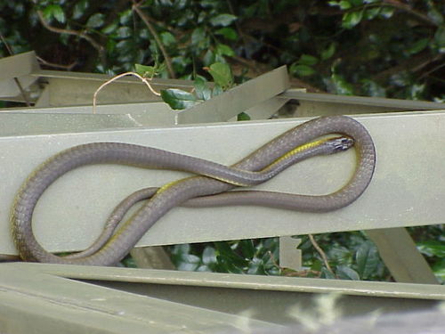 Common Tree Snake sighting