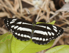 Neptis hylas varmona