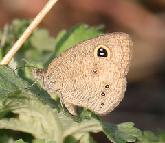 Ypthima baldus madrasa