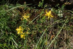 Hypericum nummularium