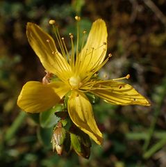 Hypericum nummularium