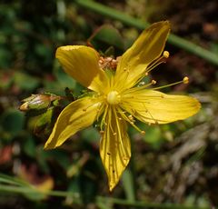 Hypericum nummularium