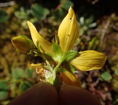 Hypericum nummularium