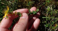 Hypericum nummularium