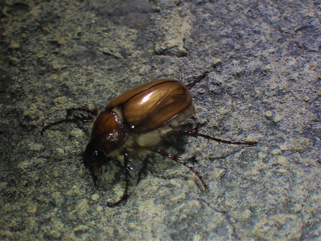 Pachytrichini