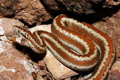 Coastal Rosy Boa