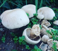 Macrocybe
