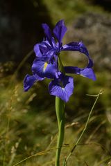 Iris latifolia