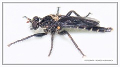 Pritchardia hirtipes