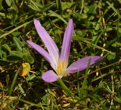 Colchicum montanum