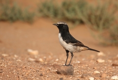 Oenanthe moesta