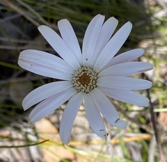 Trichocline spathulata