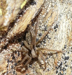 Xerolycosa miniata