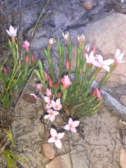 Lachnaea uniflora