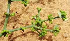 Viscum rotundifolium