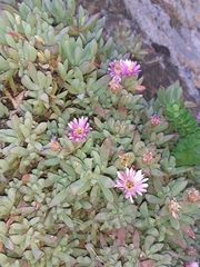 Oscularia caulescens