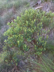 Agathosma crenulata