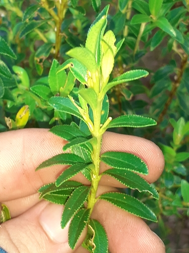 Image of Ovalleaf Buchu (Agathosma crenulata) by (c) Brian du Preez, some rights reserved (CC BY-SA)