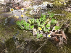 Felicia cymbalariae