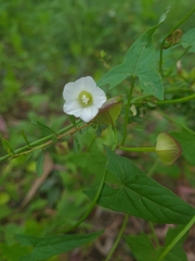 Calystegia marginata