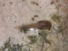 Heleophryne purcelli