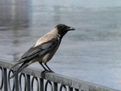 Corvus cornix
