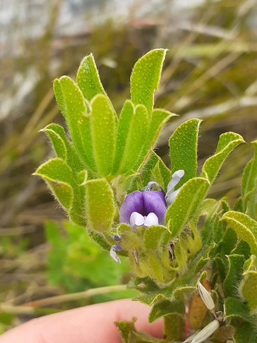 Otholobium nitens · iNaturalist United Kingdom