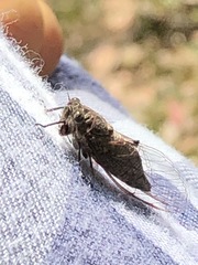Atrapsalta furcilla