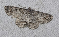 Cleora decisaria