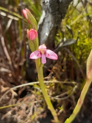 Disa vaginata