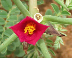 Portulaca kermesina image