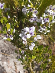 Psoralea obliqua