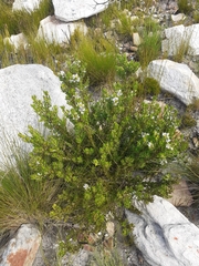 Psoralea obliqua