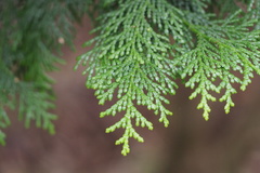 Chamaecyparis obtusa