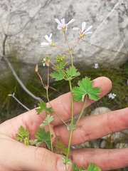 Pelargonium patulum