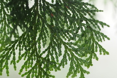 Chamaecyparis obtusa