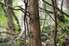 Chamaecyparis obtusa