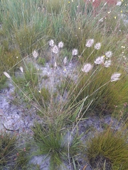 Pentameris curvifolia